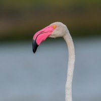 Phoenicopterus roseus Pallas, 1811